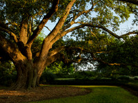 JeffersonIsland-LiveOak-Sunrise-1510