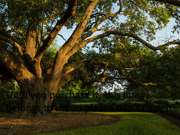 JeffersonIsland-LiveOak-Sunrise-1510
