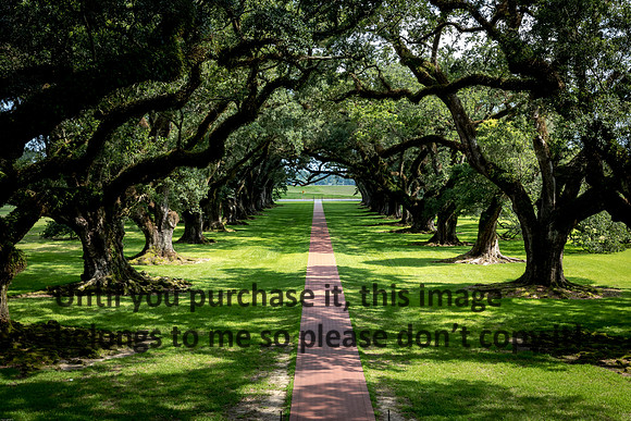 oak-alley_live-oaks_07-08-17_kelly-morvant-photography-7953