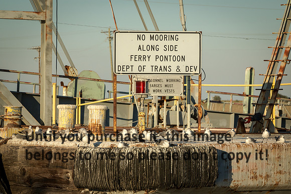 laughing-gulls_old-ferry_cameron-louisiana_kelly-morvant-photography_11-09-14-8737
