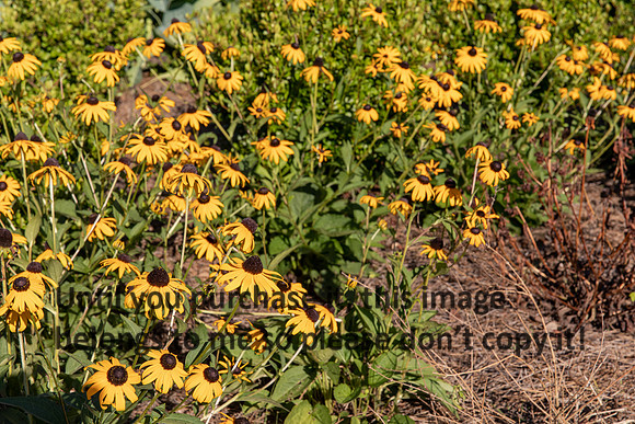 moncus-park_06-11-20_kellysheadshots.com-6586
