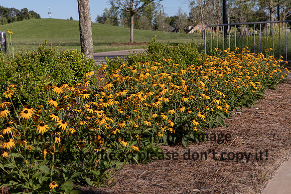 moncus-park_06-11-20_kellysheadshots.com-6590
