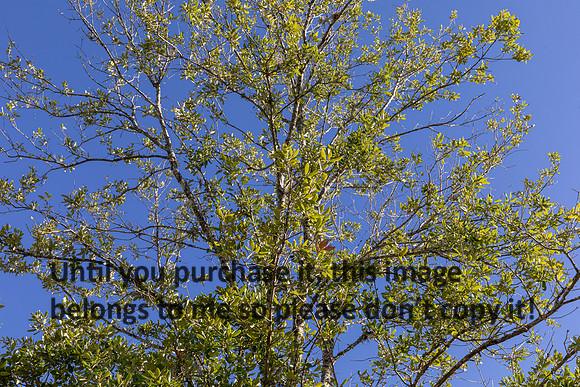 moncus-park_06-11-20_kellysheadshots.com-6592