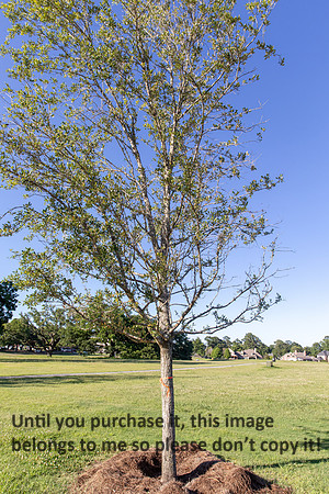 moncus-park_06-11-20_kellysheadshots.com-6594