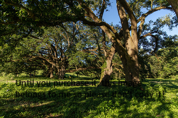 moncus-park_06-11-20_kellysheadshots.com-6623