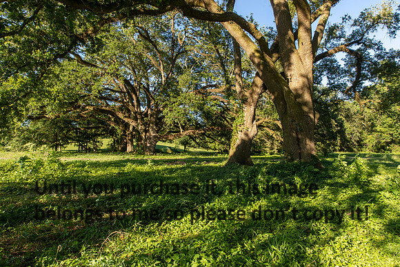 moncus-park_06-11-20_kellysheadshots.com-6625