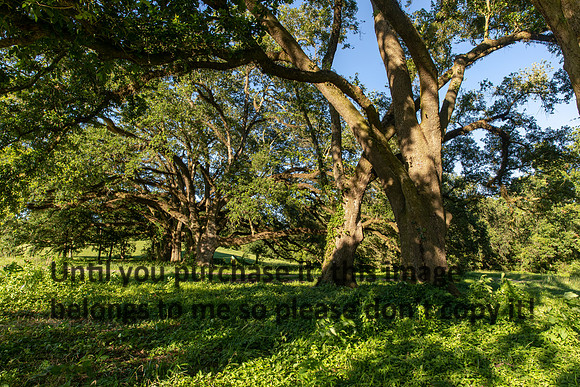 moncus-park_06-11-20_kellysheadshots.com-6627
