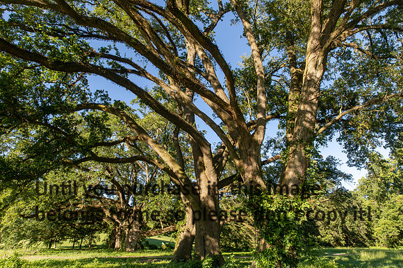 moncus-park_06-11-20_kellysheadshots.com-6629