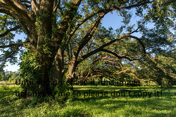 moncus-park_06-11-20_kellysheadshots.com-6631