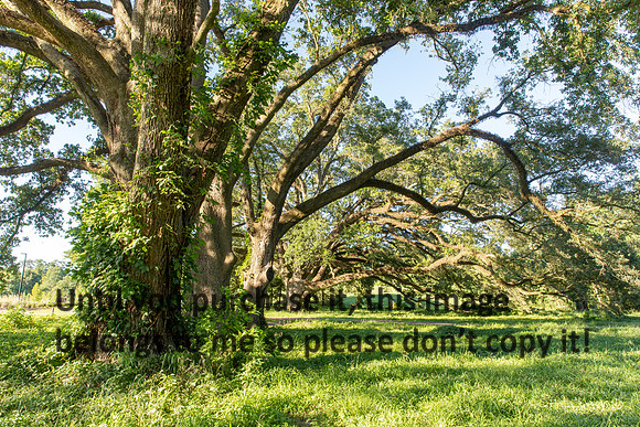 moncus-park_06-11-20_kellysheadshots.com-6632
