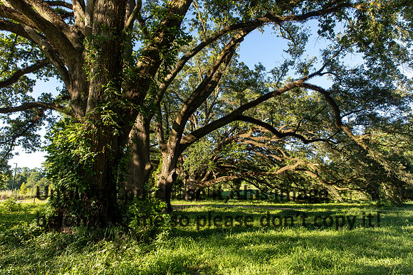 moncus-park_06-11-20_kellysheadshots.com-6633