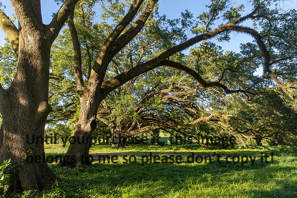 moncus-park_06-11-20_kellysheadshots.com-6634