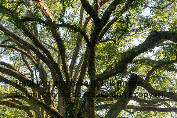 moncus-park_06-11-20_kellysheadshots.com-6651