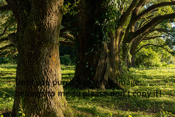 moncus-park_06-11-20_kellysheadshots.com-6653