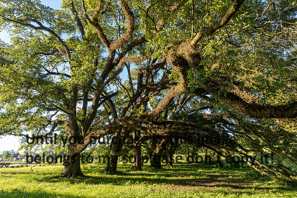 moncus-park_06-11-20_kellysheadshots.com-6637