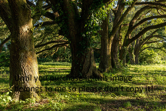 moncus-park_06-11-20_kellysheadshots.com-6654