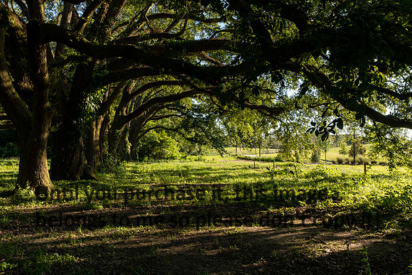 moncus-park_06-11-20_kellysheadshots.com-6656
