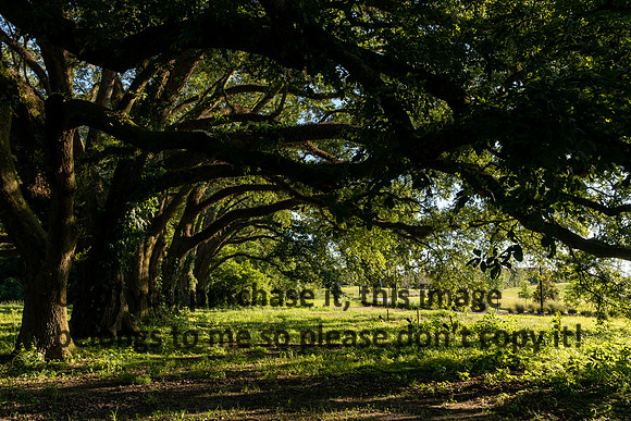 moncus-park_06-11-20_kellysheadshots.com-6657