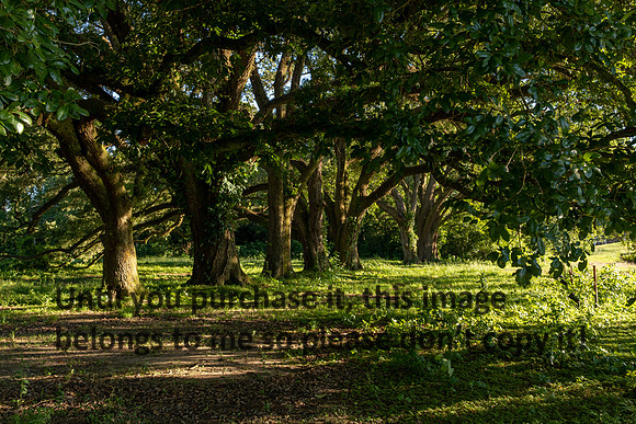moncus-park_06-11-20_kellysheadshots.com-6658