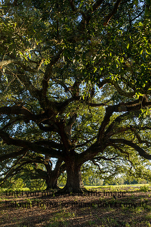 moncus-park_06-11-20_kellysheadshots.com-6701