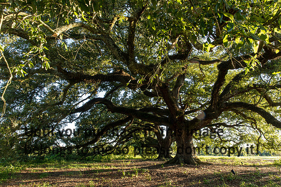 moncus-park_06-11-20_kellysheadshots.com-6706