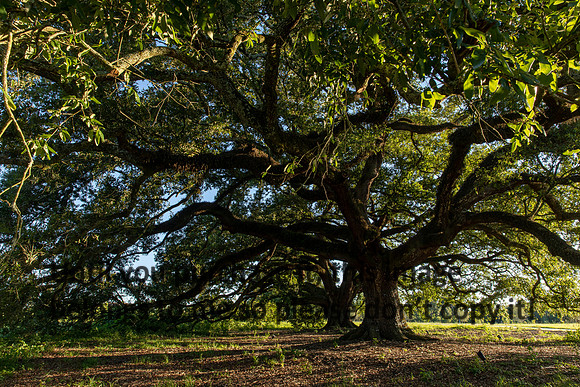 moncus-park_06-11-20_kellysheadshots.com-6707