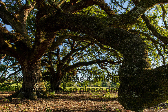 moncus-park_06-11-20_kellysheadshots.com-6710