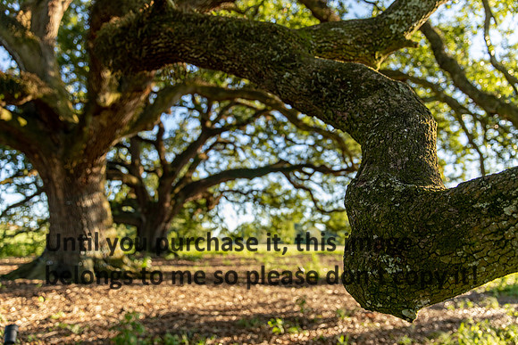 moncus-park_06-11-20_kellysheadshots.com-6712