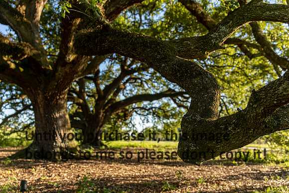 moncus-park_06-11-20_kellysheadshots.com-6713