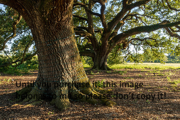 moncus-park_06-11-20_kellysheadshots.com-6715