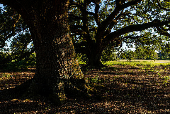 moncus-park_06-11-20_kellysheadshots.com-6716