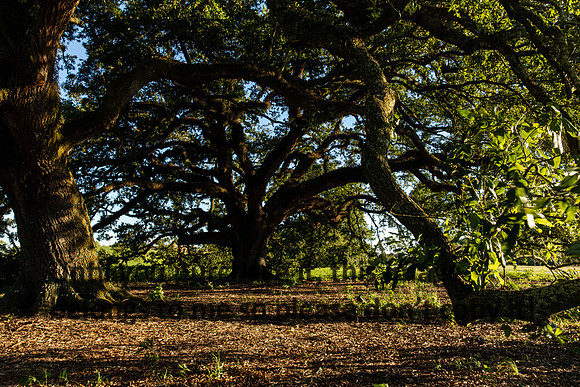moncus-park_06-11-20_kellysheadshots.com-6717