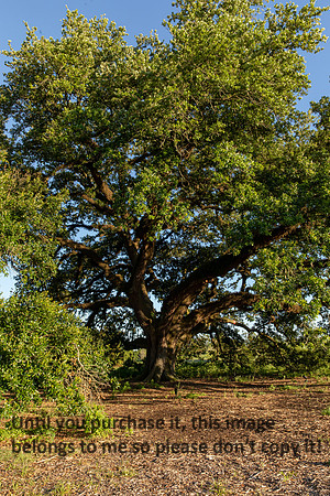 moncus-park_06-11-20_kellysheadshots.com-6722