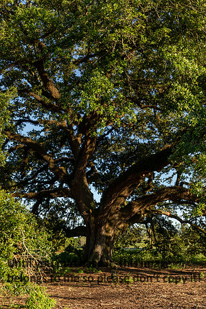 moncus-park_06-11-20_kellysheadshots.com-6723
