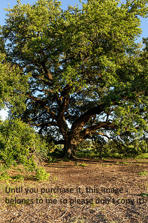 moncus-park_06-11-20_kellysheadshots.com-6721