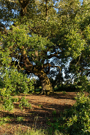 moncus-park_06-11-20_kellysheadshots.com-6720