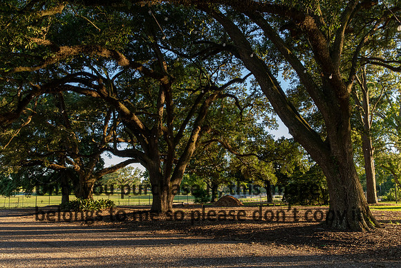 moncus-park_06-11-20_kellysheadshots.com-6733