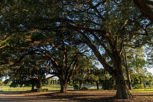 moncus-park_06-11-20_kellysheadshots.com-6734