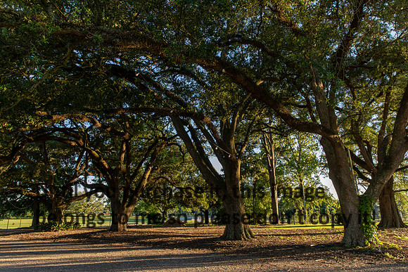 moncus-park_06-11-20_kellysheadshots.com-6735