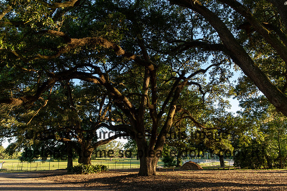 moncus-park_06-11-20_kellysheadshots.com-6737