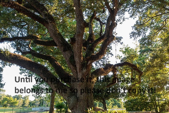 moncus-park_06-11-20_kellysheadshots.com-6738