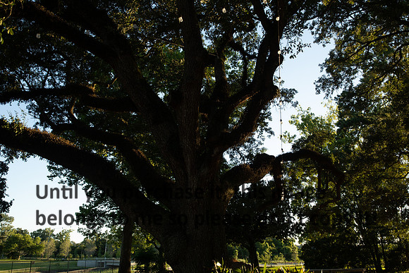 moncus-park_06-11-20_kellysheadshots.com-6739