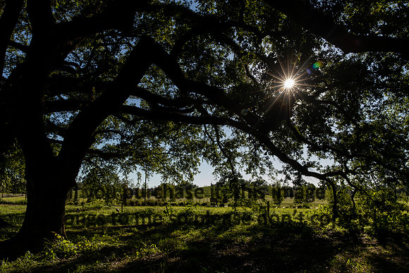 moncus-park_06-11-20_kellysheadshots.com-6648