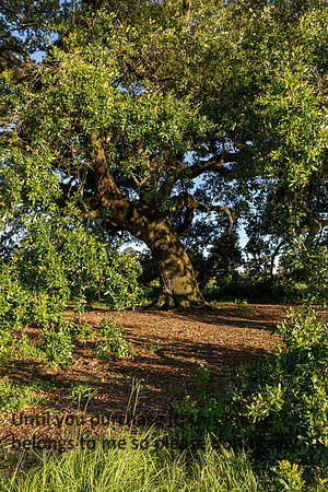 moncus-park_06-11-20_kellysheadshots.com-6718