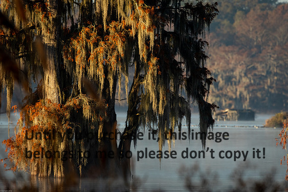 cypress-tree_moss_swamp_lake-martin_11-25-19_kellysheadshots.com_-0165