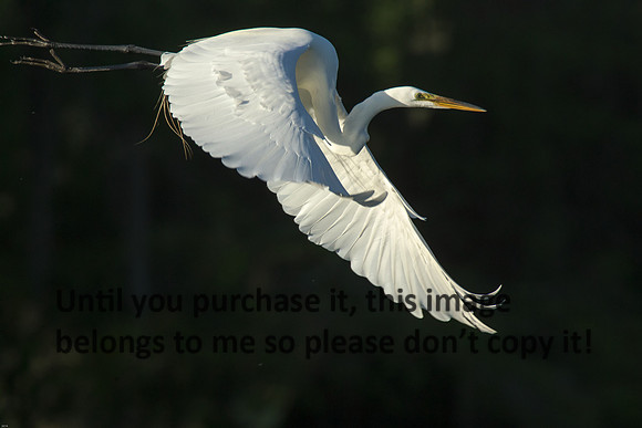 Great Egret_Flying_ Lake Martin_05-17-14-9933