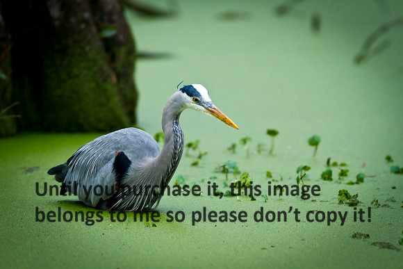 Great BlueHeronDuckweed_LakeMartin2012-5364