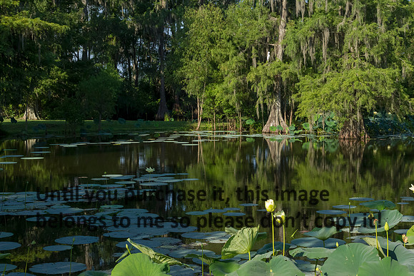 LouisianaCypress_Lotus_Flower_LakeMartin_Swamp-8772 (1)
