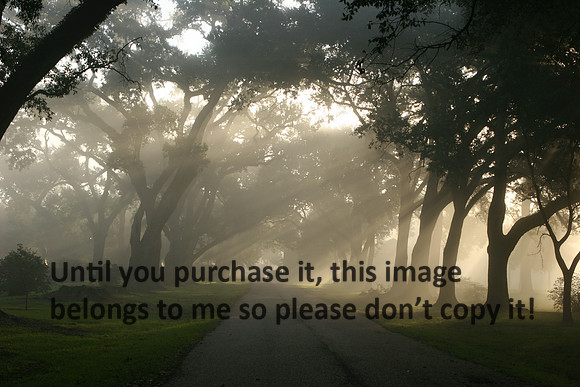 Grand Coteau Fog Light Streaming In Nature Image_9752