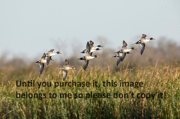 pintail_cameron-national-wildlife-refuge_pintail-drive_12-01-19_kellysheadshots.com-1121